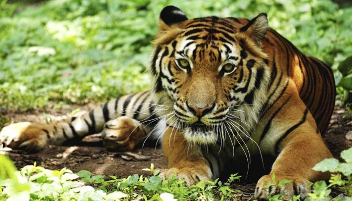 109022-385303-tiger-3