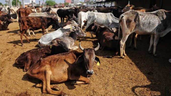 गौशाला में गायों की मौत