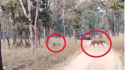bagh Pench National Park: सड़क पार करते बाघिन के साथ दिखे 2 शावक