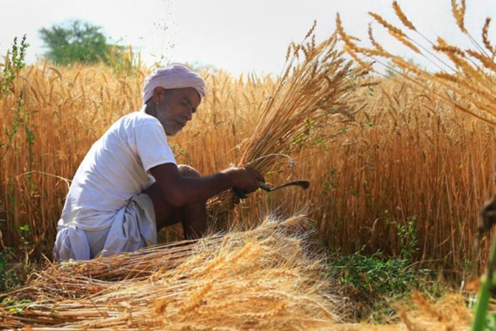 wheat-pti