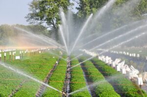 2 Micro Irrigation Scheme
