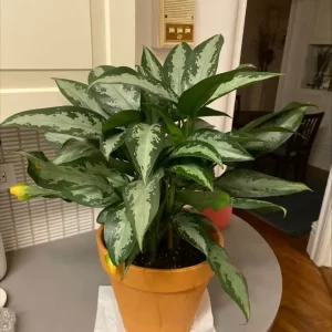 Aglaonema चायनीज़ एवरग्रीन्स