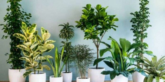 Ornm-Plants-Hn Vaastu Shaastra