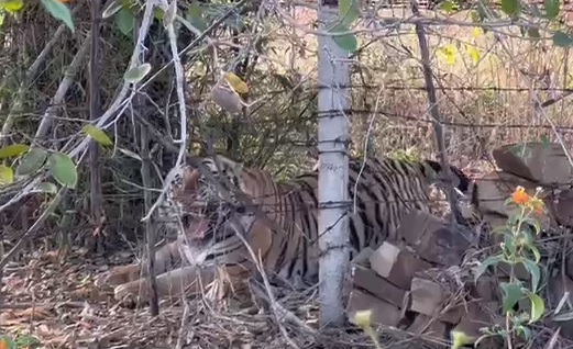 Tiger Territorial Fight