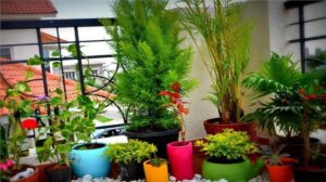 Vastu plants