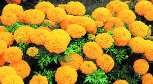 download 2 1 plants