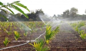 microirrigation 1 microirrigation 1