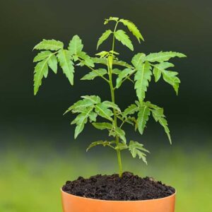 neemtree neemtree