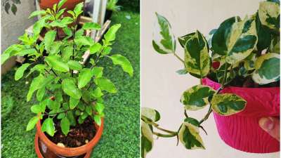 pjimage-28-1631456579 plants