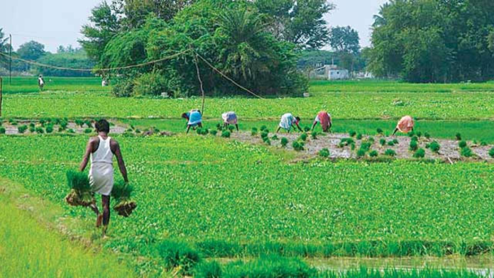 agriculture_1