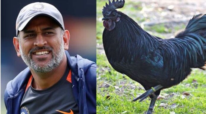 dhoni-kadaknath