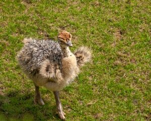 1200px Baby Ostrich 1200px Baby Ostrich