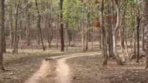 24 05 2022 pench tiger 24 05 2022 pench tiger
