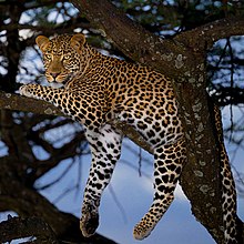 African leopard male cropped फाइल फोटो