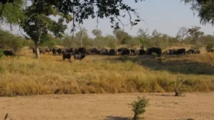 Buffalo at the waterhole 1 1024x576 1 Buffalo at the waterhole 1 1024x576 1