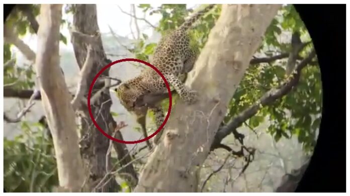 DHARPanna Tiger Reserve: तेंदुआ द्वारा बंदर के शिकार का LIVE VIDEO Panna Tiger Reserve: तेंदुआ द्वारा बंदर के शिकार का LIVE VIDEO