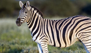 Equus quagga burchellii 1200px cropped 768x454 1 Equus quagga burchellii 1200px cropped 768x454 1