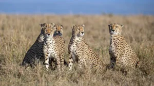 From the States MP Cheetah 1200x768 From the States MP Cheetah 1200x768
