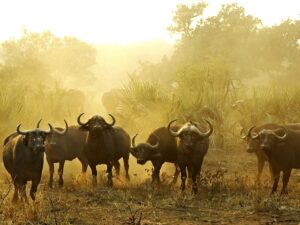 South Africa Kruger Buffalo IS 8597229 Md RGB South Africa Kruger Buffalo IS 8597229 Md RGB