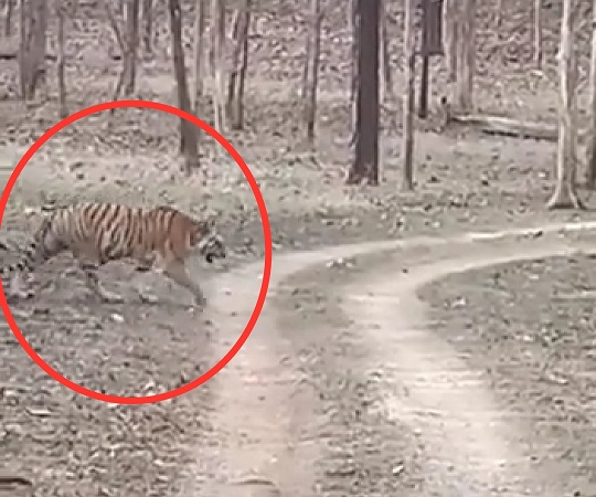 VIDEO Pench Tiger Reserve Seoni: पेंच टाइगर रिजर्व में गूंजी किलकारी, रुनझूना बाघिन ने 4 शावको को दिया जन्म VIDEO Pench Tiger Reserve Seoni: पेंच टाइगर रिजर्व में गूंजी किलकारी, रुनझूना बाघिन ने 4 शावको को दिया जन्म
