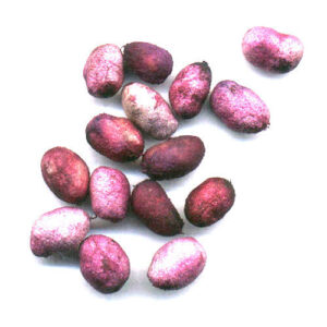 jamun seeds 500x500 1 jamun seeds 500x500 1