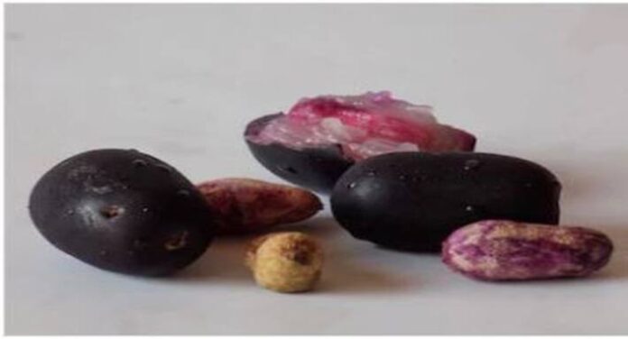 jamun-seeds-health-benefits
