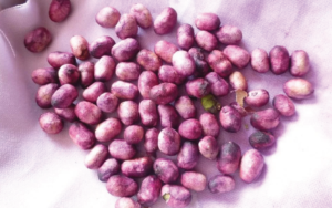 jamun guthli jamun guthli
