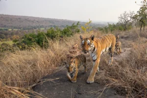 mandideep 01Tigers at Rata Pani Pench Tiger Reserve Seoni: पेंच टाइगर रिजर्व में गूंजी किलकारी, रुनझूना बाघिन ने 4 शावकों को दिया जन्म
