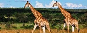 south africa safari giraffes wide 800x300 1 south africa safari giraffes wide 800x300 1