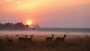 wildlife savanna sunrise morning wallpaper preview 1 wildlife savanna sunrise morning wallpaper preview 1