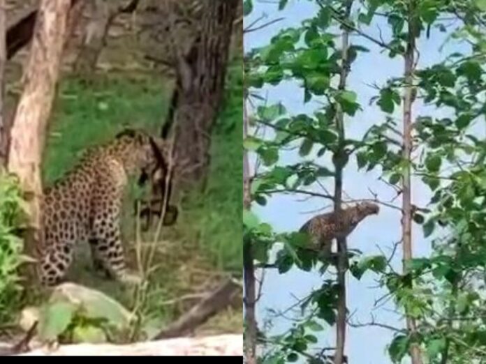collage (14) Panna national park Tiger Reserve: पेड़ से हवा में छलांग लगाकर तेंदुए ने किया बंदर का शिकार