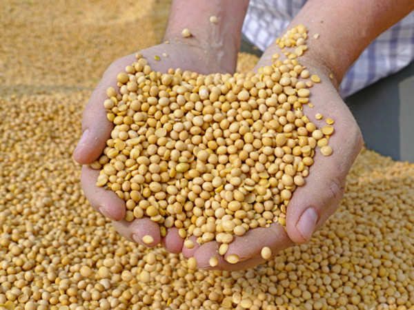 soyabean-getty