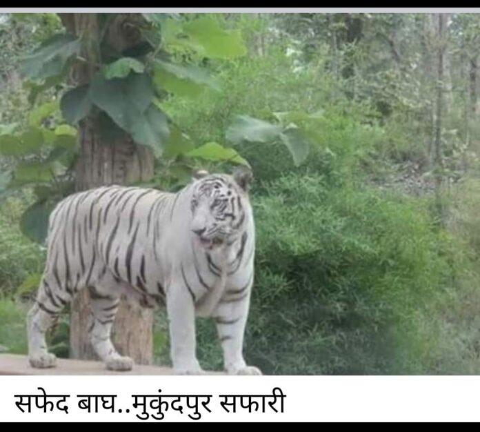 WhatsApp Image 2022-07-29 at 11.42.45 AM WhatsApp Image 2022 07 29 At 11.42.45 AM 696x626