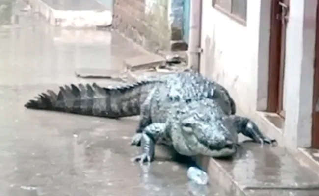 7629qg48_mp-crocodile_625x300_16_August_22 :मगरमच्छ रेप्टीलिया वर्ग
