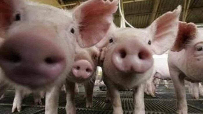 african_swine-sixteen_nine
