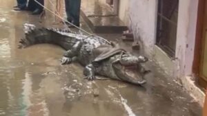 crocodile1 1660472404 :मगरमच्छ
