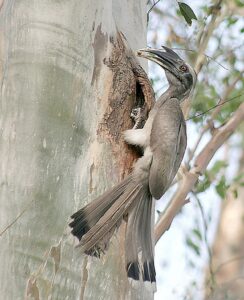 1280px Indian Grey Hornbill I IMG 4051