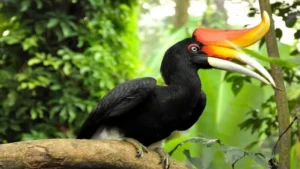 Hornbill in Hindi