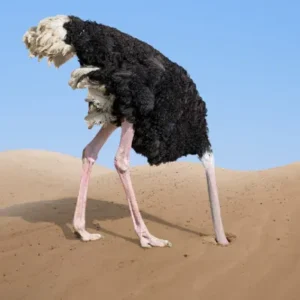 Why ostriches bury their head in the sand know the science behind it 5 Why ostriches bury their head in the sand know the science behind it 5