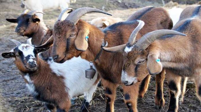 bakri-palan-project-report-loan-or-anudan