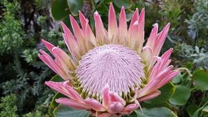 protea sugar bushes sugar bush exotic thumbnail
