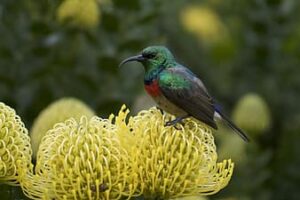 sunbird protea lucospermum pincushion protea nectar flower fynbos thumbnail