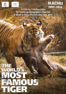 Famous Tiger Machhali Famous Tiger Machhali