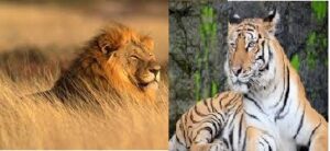 Lion Tiger Lion Tiger