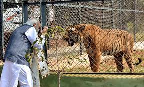 Modi Tiger Modi Tiger