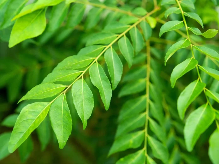 curry-plant-