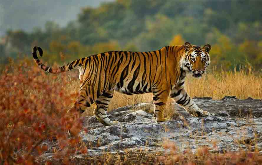 International-Tiger-Day