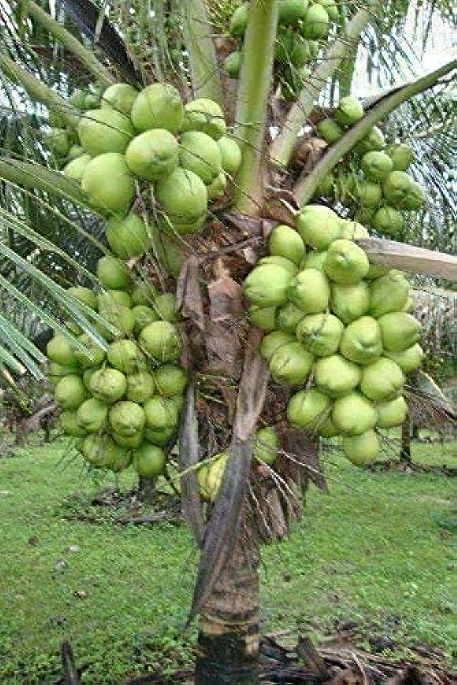71c36744-f5e6-4458-b417-c3f88bcd6ce1 International Coconut Day:
