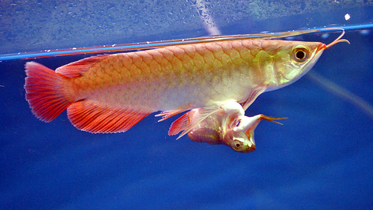 PLATINUM AROWANA