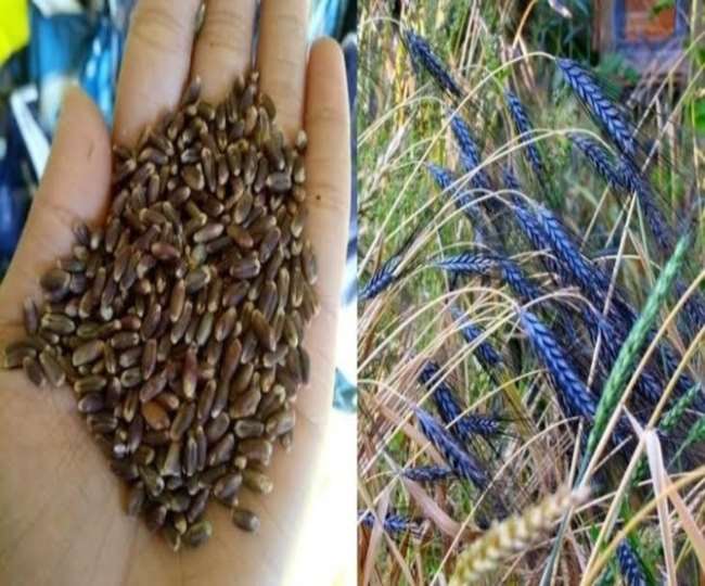 Black wheat Black wheat